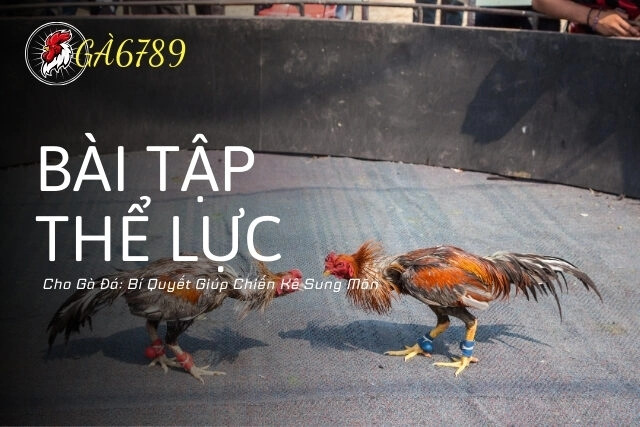 Các Bài Tập Thể Lực Cho Gà Đá Giúp Tăng Sức Bền Và Cơ Bắp
