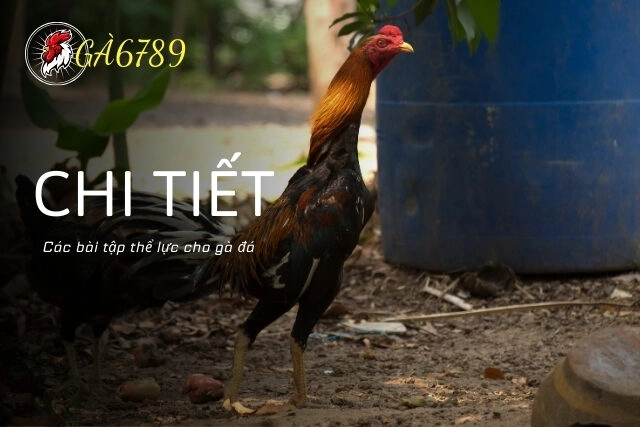 Chi tiết các bài tập thể lực cho gà đá