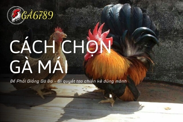 Cách Chọn Gà Mái Để Phối Giống Gà Đá Hiệu Quả Bậc Nhất