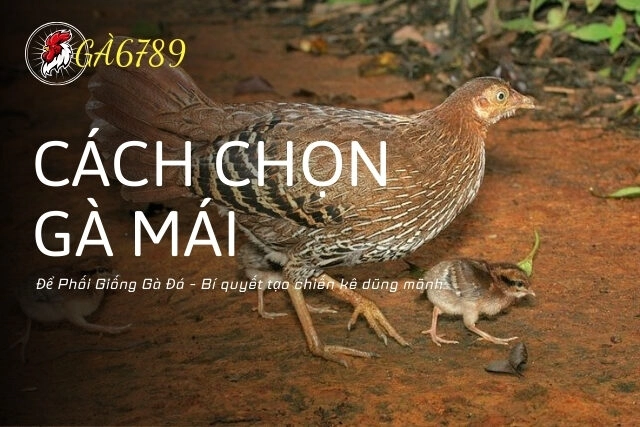 Cách Chọn Gà Mái Để Phối Giống Gà Đá - Bí quyết tạo chiến kê dũng mãnh