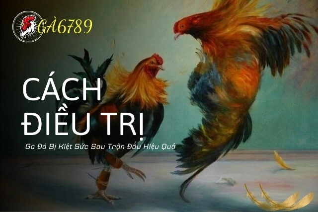 Cách Điều Trị Gà Đá Bị Kiệt Sức Sau Trận Đấu Không Tái Phát