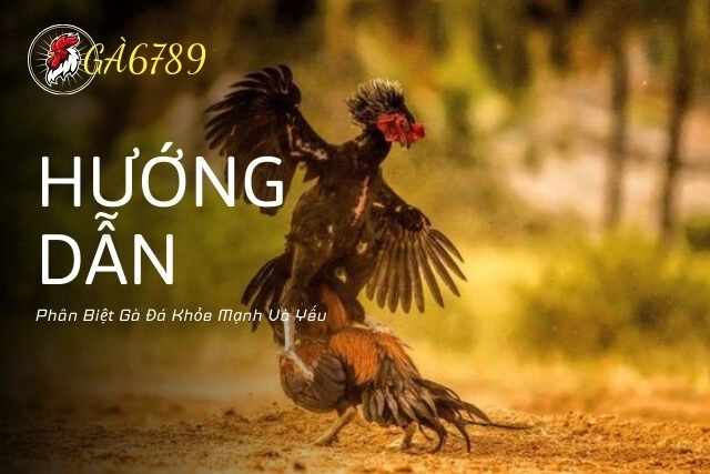 Hướng Dẫn Cách Phân Biệt Gà Đá Khỏe Mạnh Và Yếu