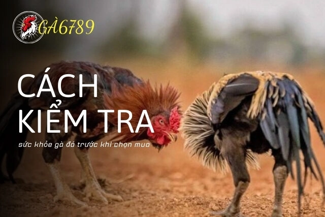 Cách kiểm tra sức khỏe gà đá trước khi chọn mua