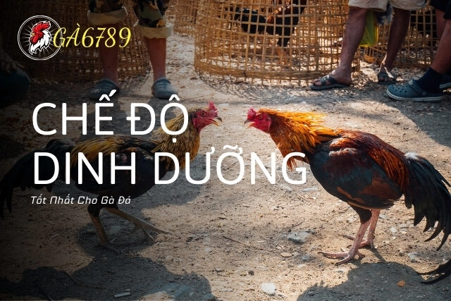 Chế Độ Dinh Dưỡng Tốt Nhất Cho Gà Đá Phục Hồi Và Phát Triển