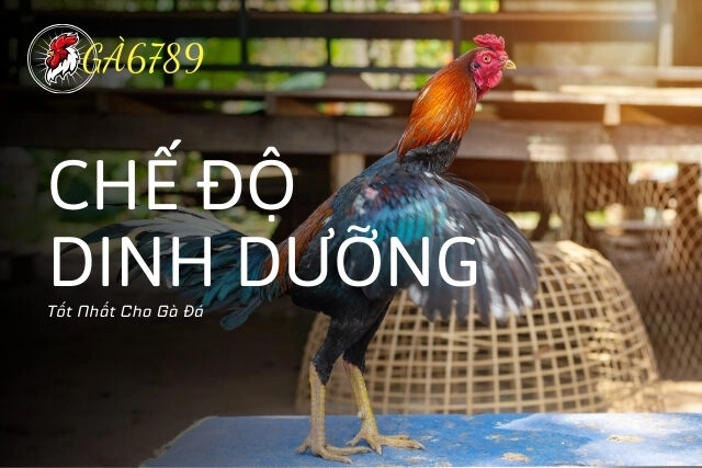 Khám Phá Chế Độ Dinh Dưỡng Tốt Nhất Cho Gà Đá