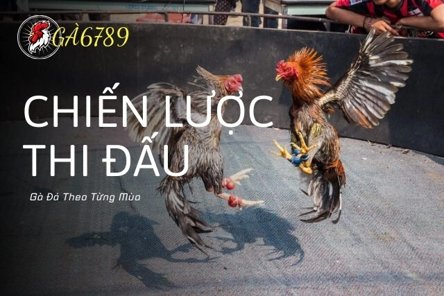 Tối Ưu Với Chiến Lược Thi Đấu Gà Đá Theo Từng Mùa