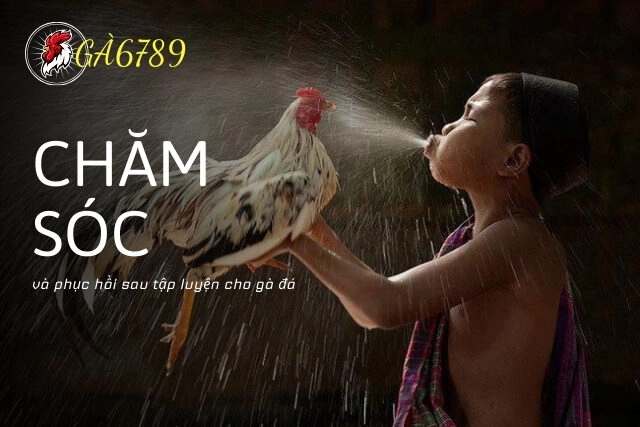 Chăm sóc và phục hồi sau tập luyện cho gà đá